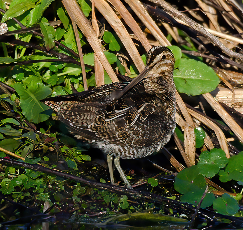 Wilsons_Snipe_11_FL_035