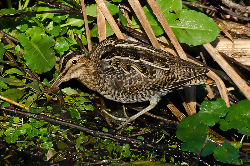 Wilsons_Snipe_11_FL_049