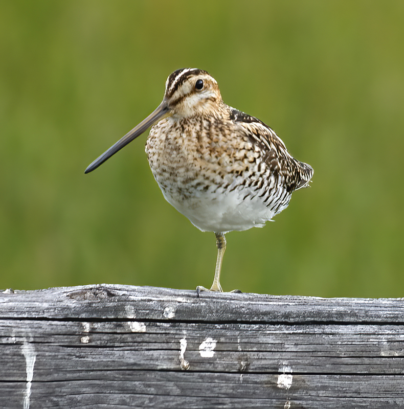 Wilsons_Snipe_17_OR_001