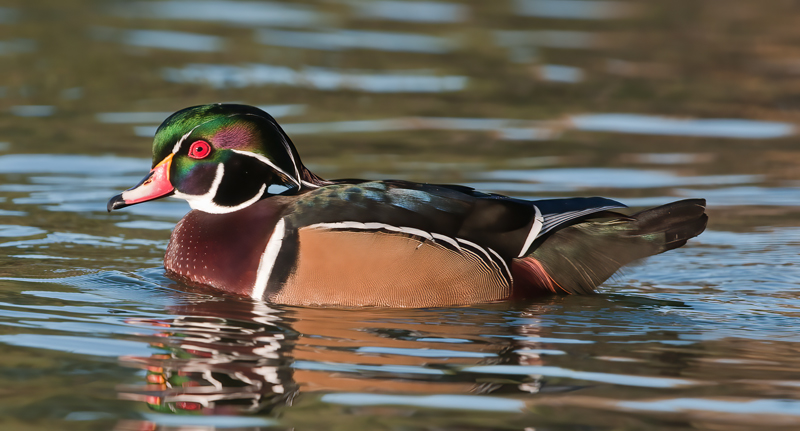 Wood_Duck_10_CA_022