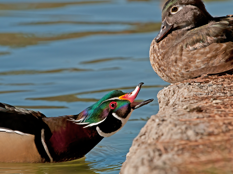 Wood_Duck_10_CA_050