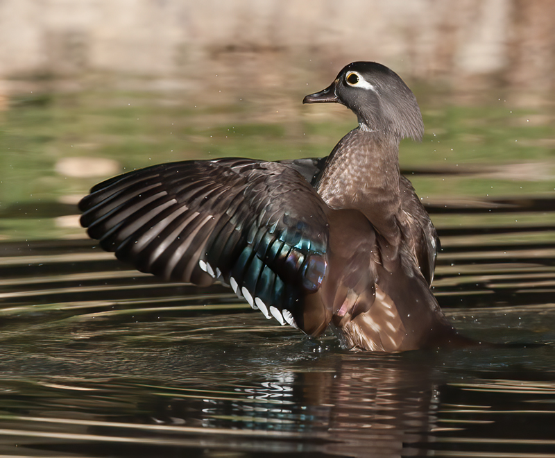 Wood_Duck_10_CA_063
