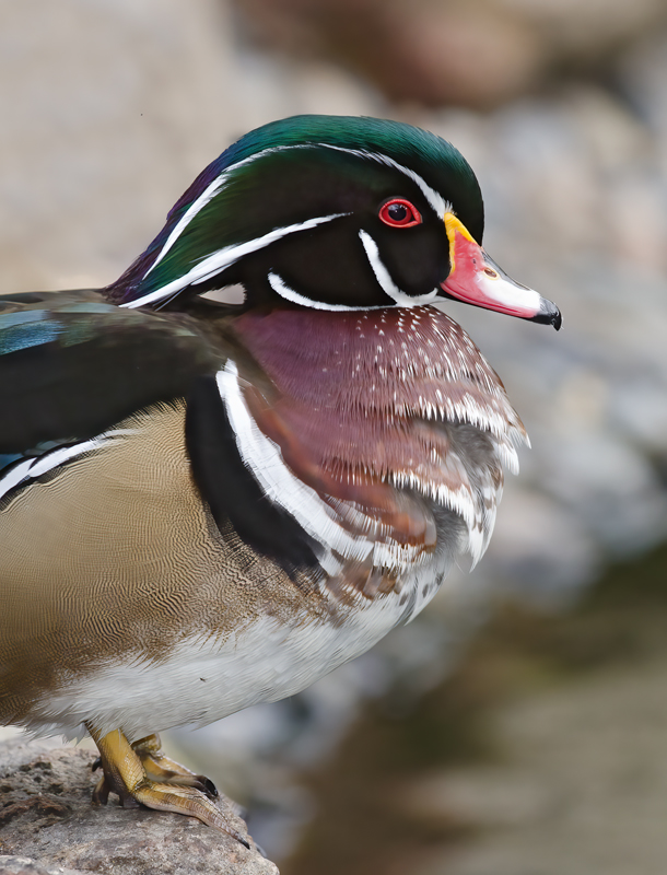 Wood_Duck_10_CA_089