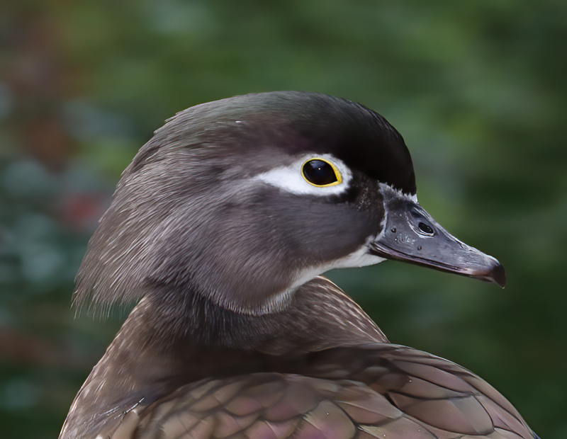 Wood_Duck_10_CA_093