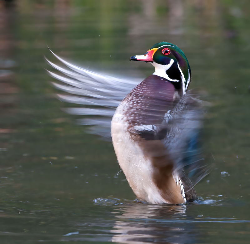 Wood_Duck_10_CA_111