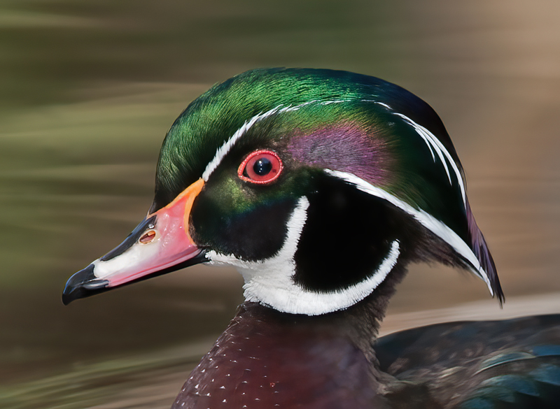 Wood_Duck_10_CA_136