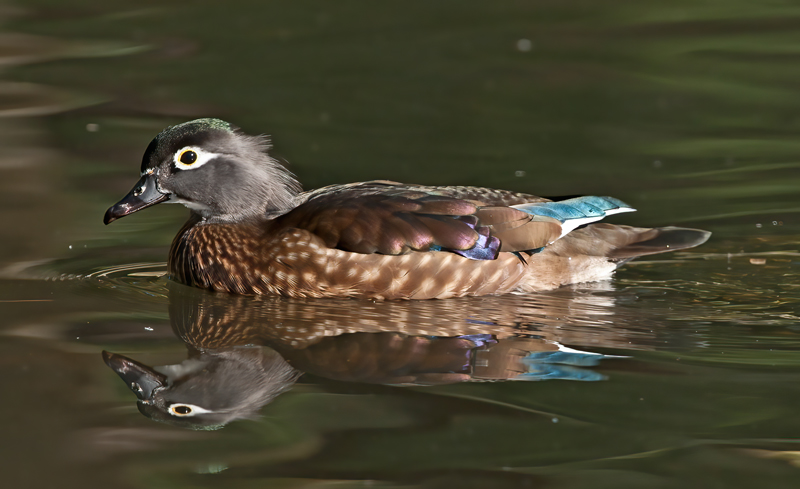 Wood_Duck_10_CA_147