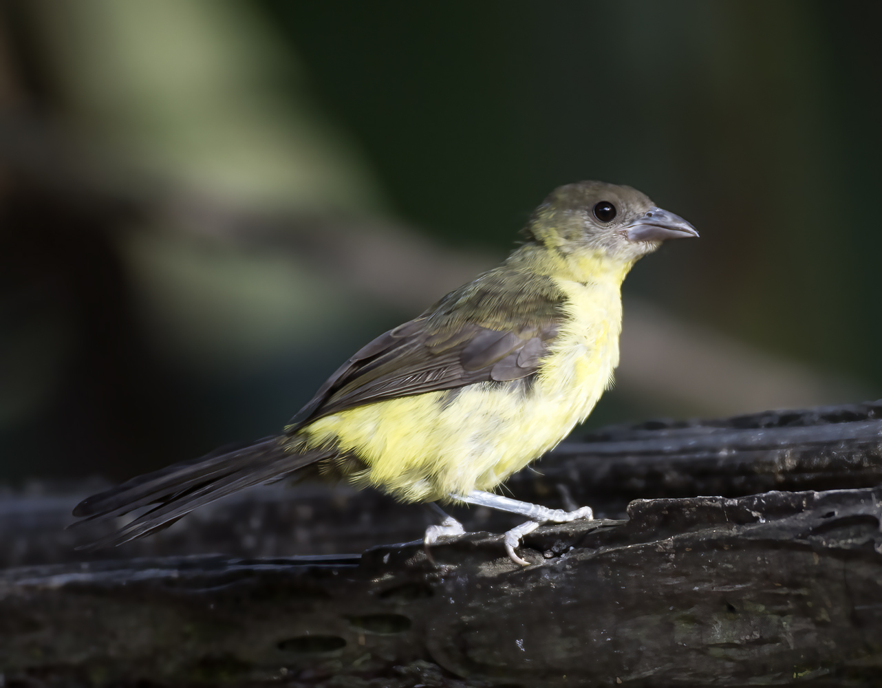 Yellow-rumped_Tanager_18_Ecuador_011