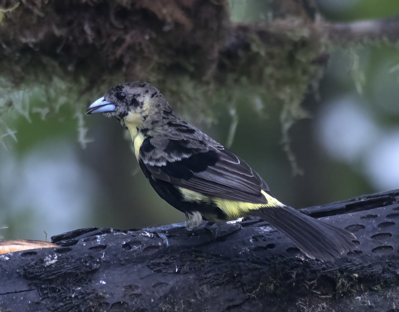 Yellow-rumped_Tanager_18_Ecuador_051