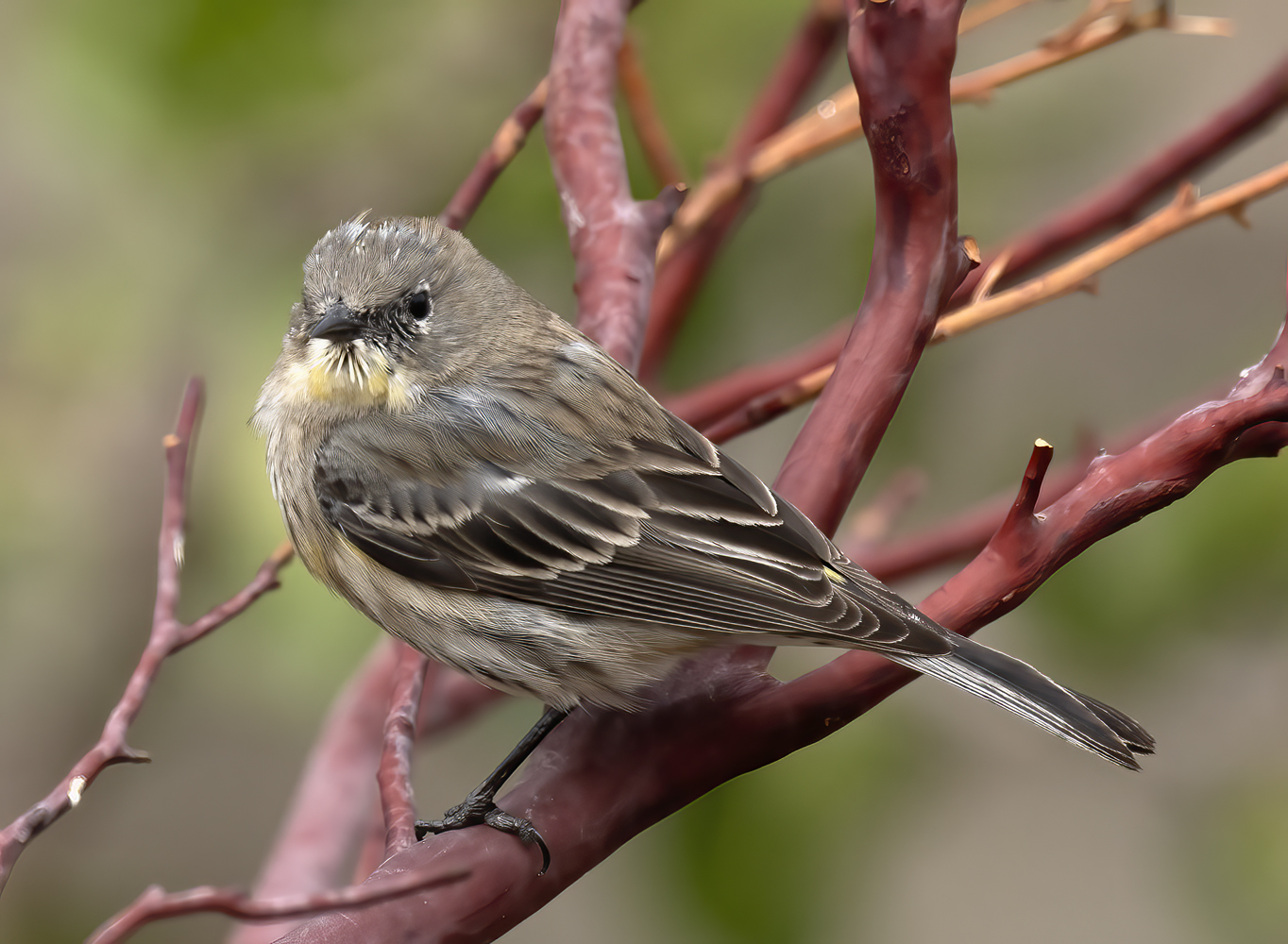 Yellow-rumped_Warbler_21_CA_010