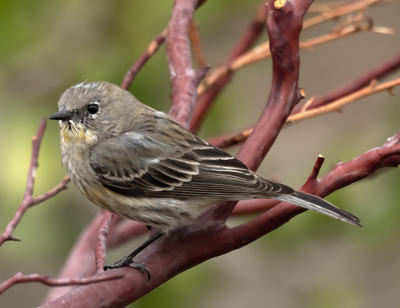 Yellow-rumped_Warbler_21_CA_013