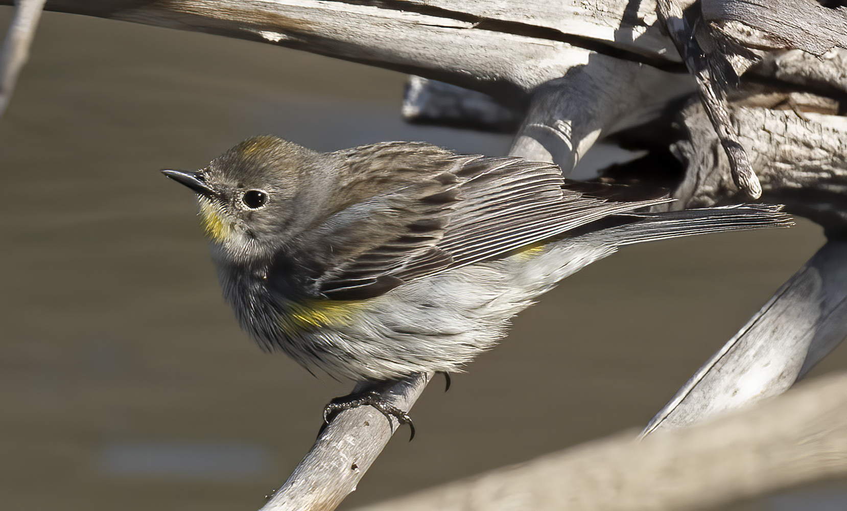 Yellow-rumped_Warbler_21_CA_017