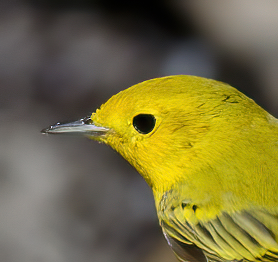 Yellow_Warbler_13_CA_020