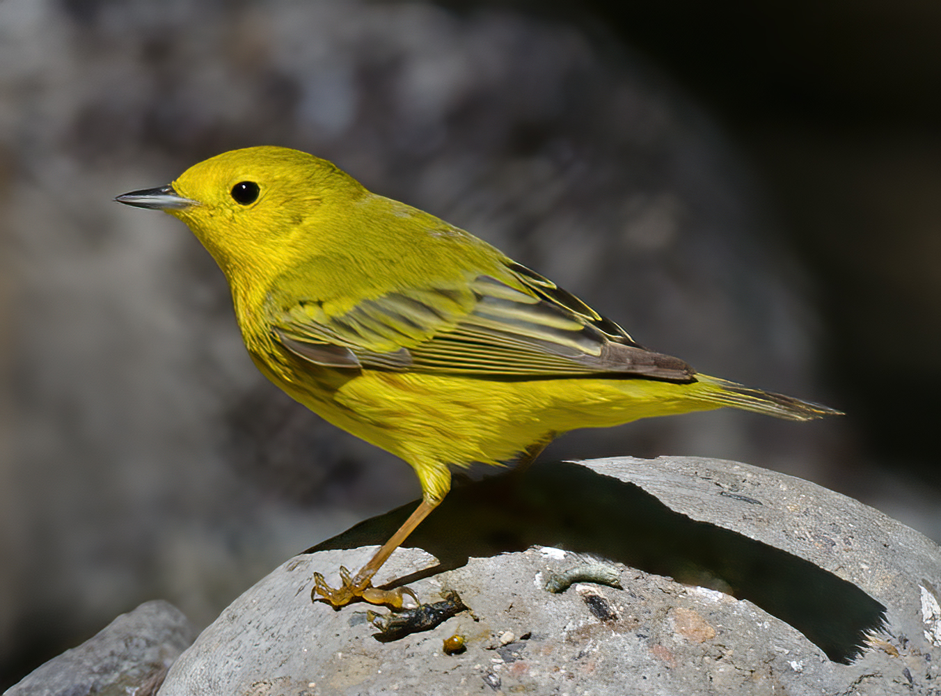 Yellow_Warbler_13_CA_024