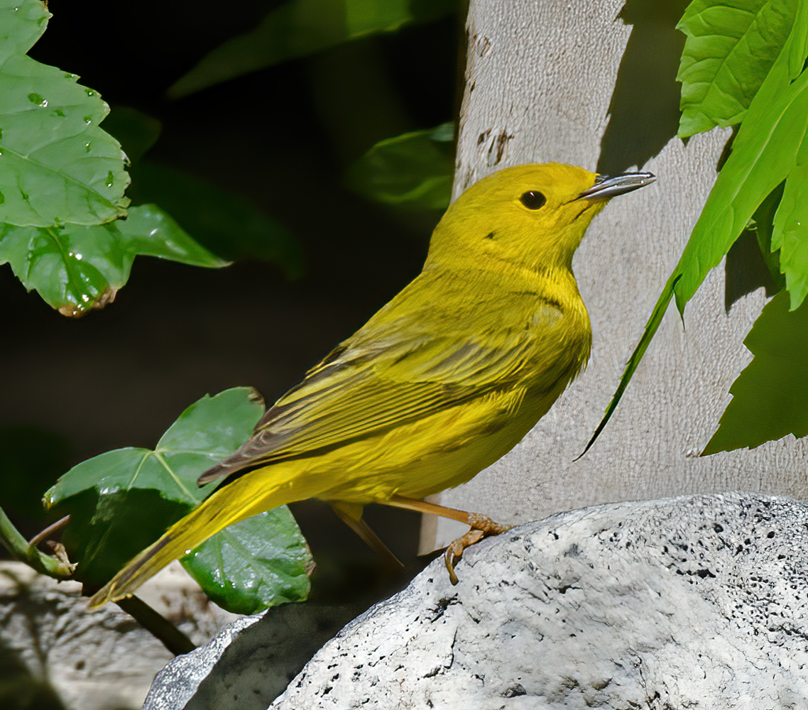 Yellow_Warbler_13_CA_028