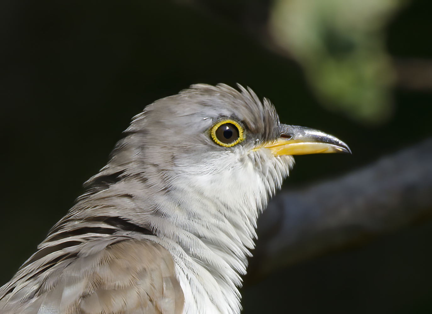 Yellow_billed_Cuckoo_12_NJ_025