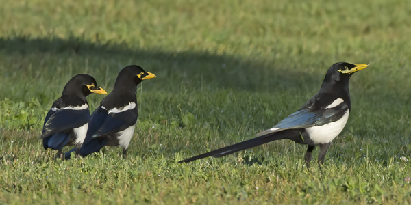Yellow_billed_Magpie_15_CA_001