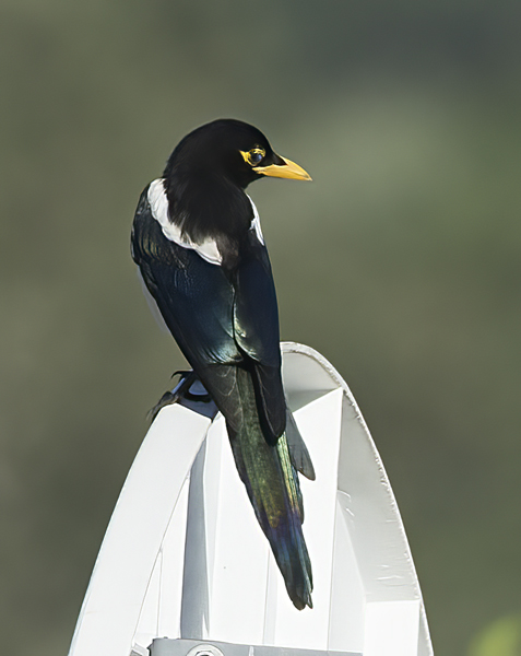 Yellow_billed_Magpie_15_CA_008