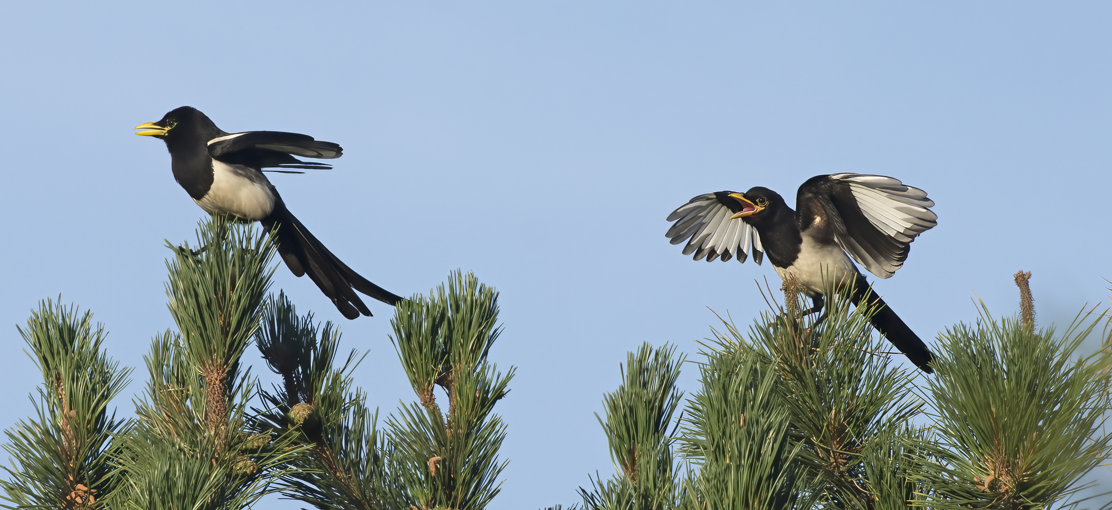 Yellow_billed_Magpie_15_CA_020