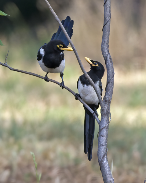 Yellow_billed_Magpie_15_CA_051