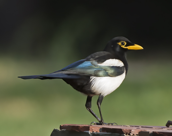 Yellow_billed_Magpie_15_CA_062