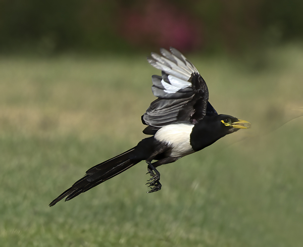 Yellow_billed_Magpie_15_CA_076