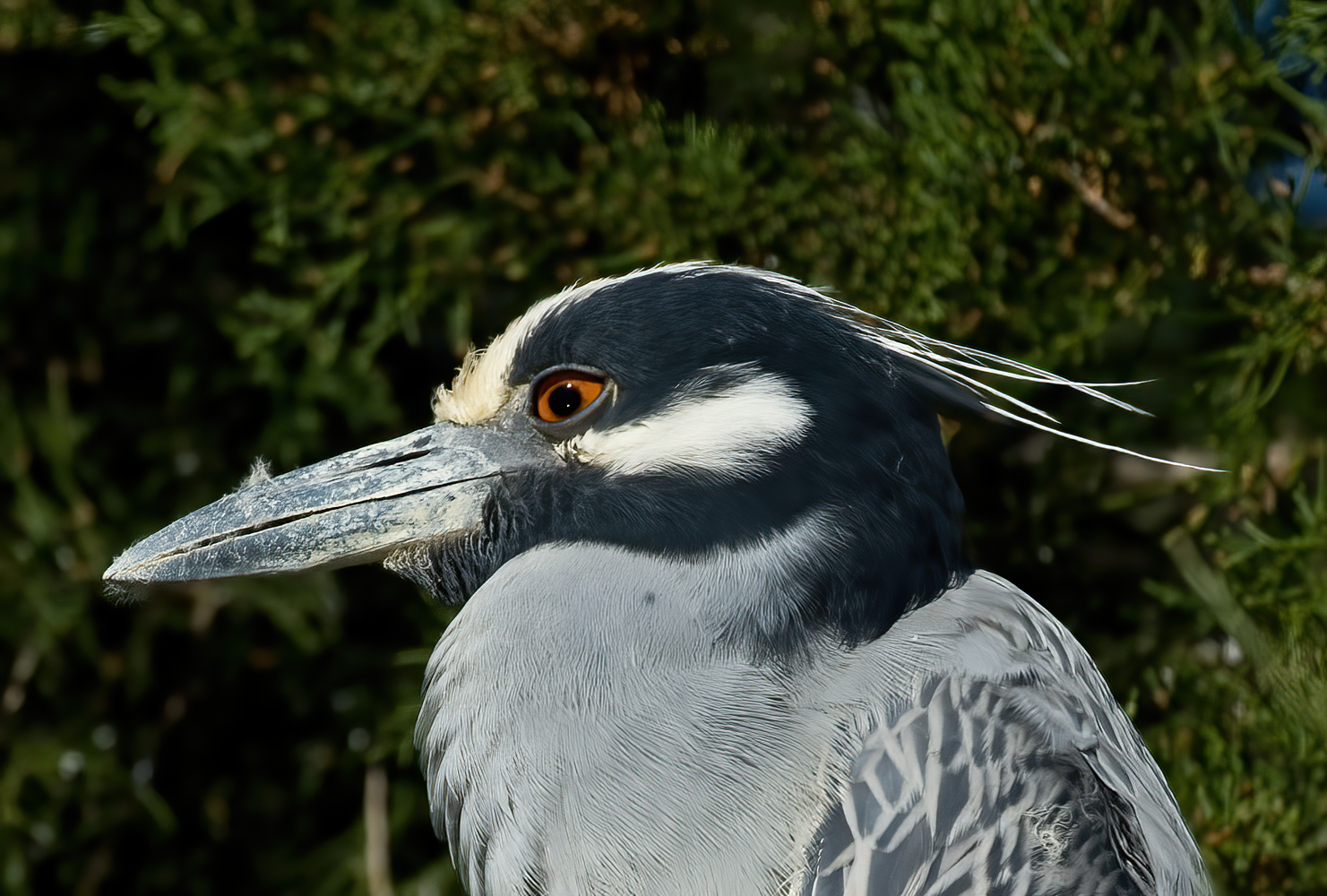 Yellow_crowned_Night_Heron_09_FL_055