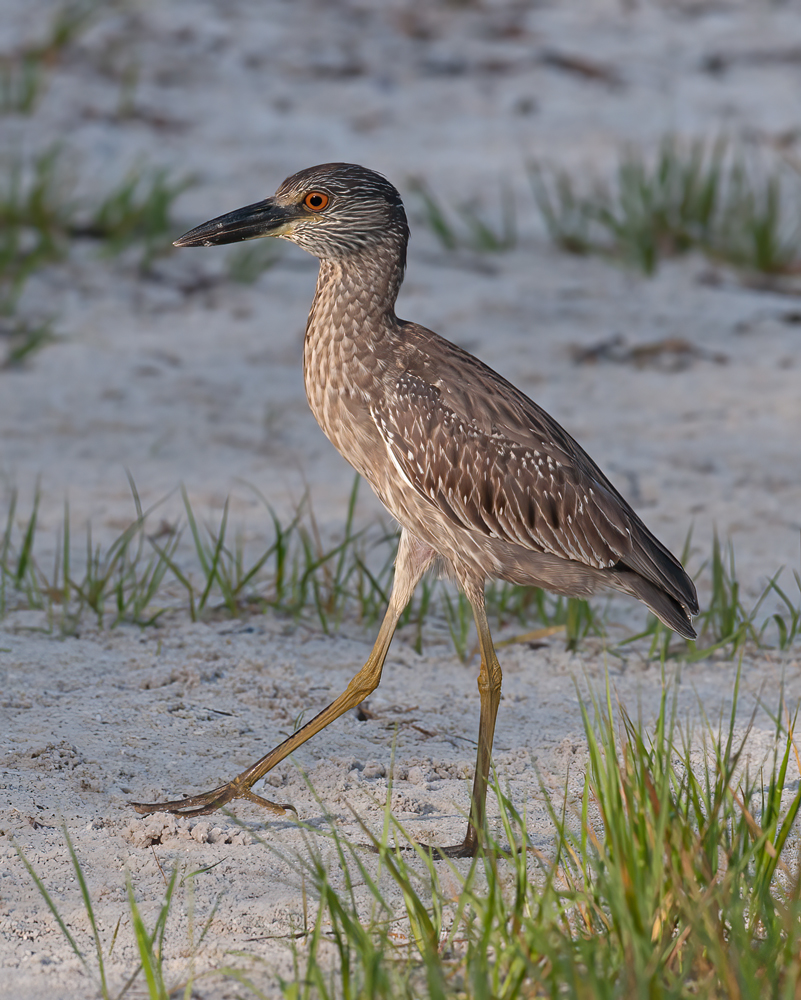 Yellow_crowned_Night_Heron_10_FL_007