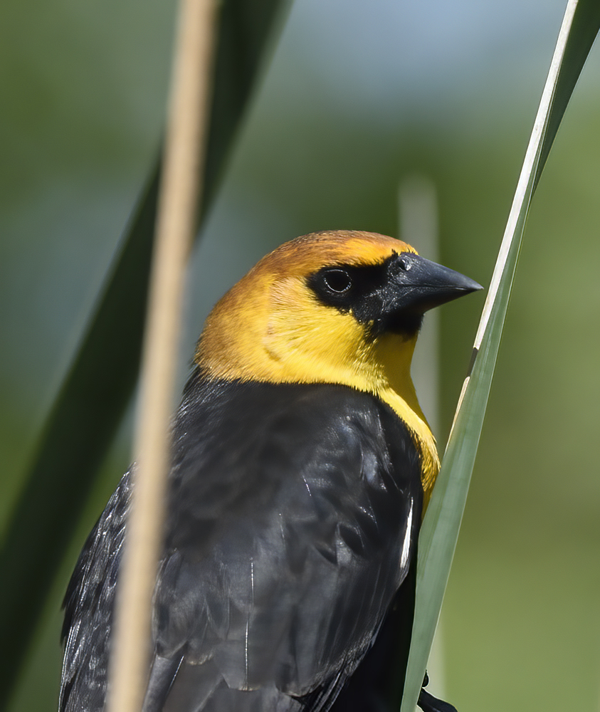 Yellow_headed_Blackbird_15_CA_010