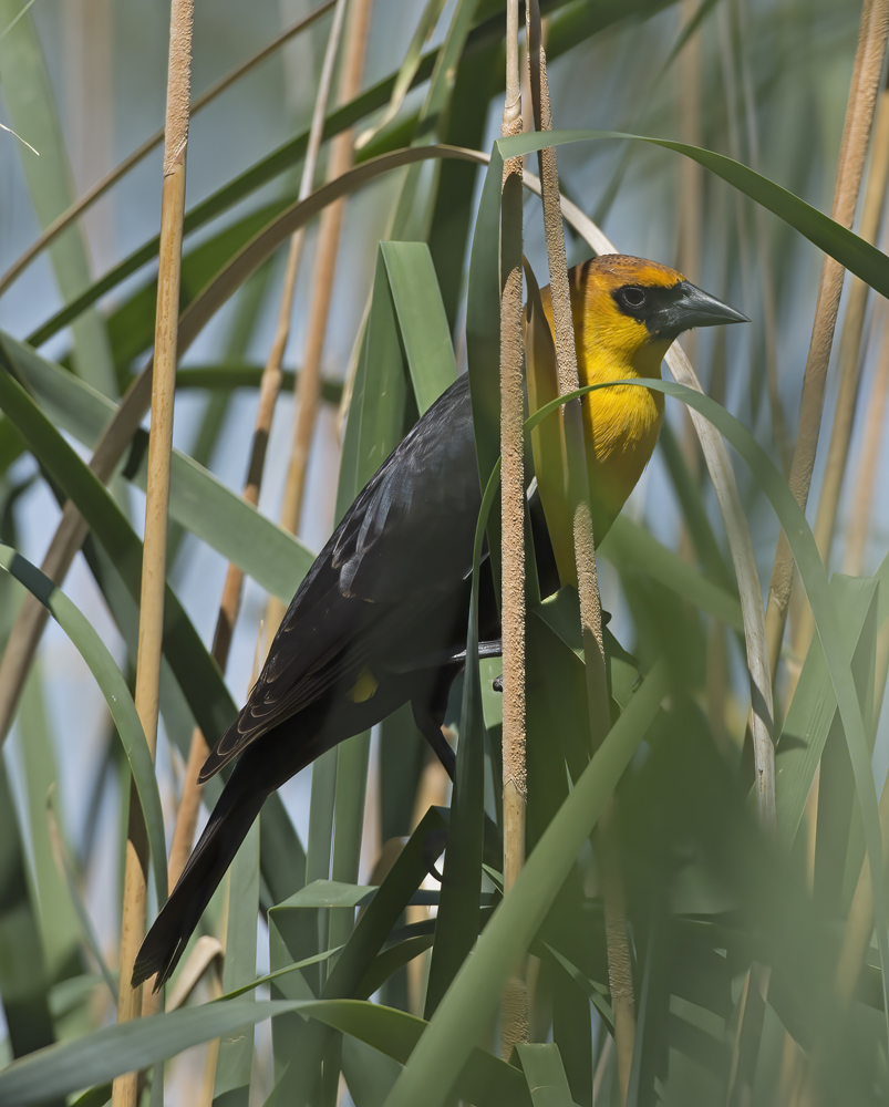 Yellow_headed_Blackbird_15_CA_012