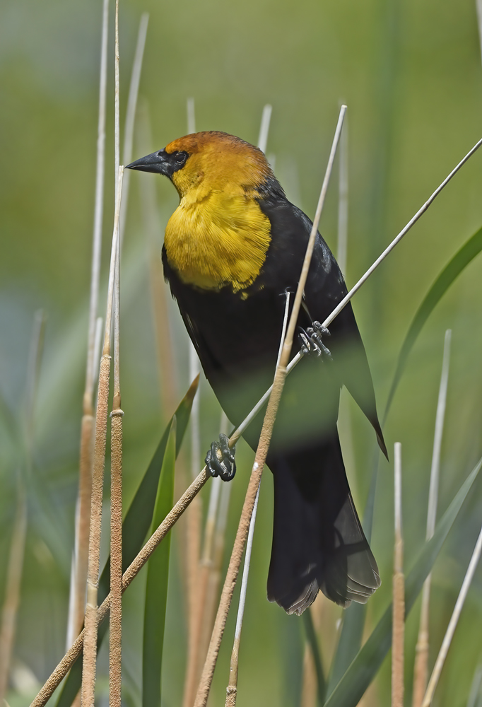 Yellow_headed_Blackbird_15_CA_031