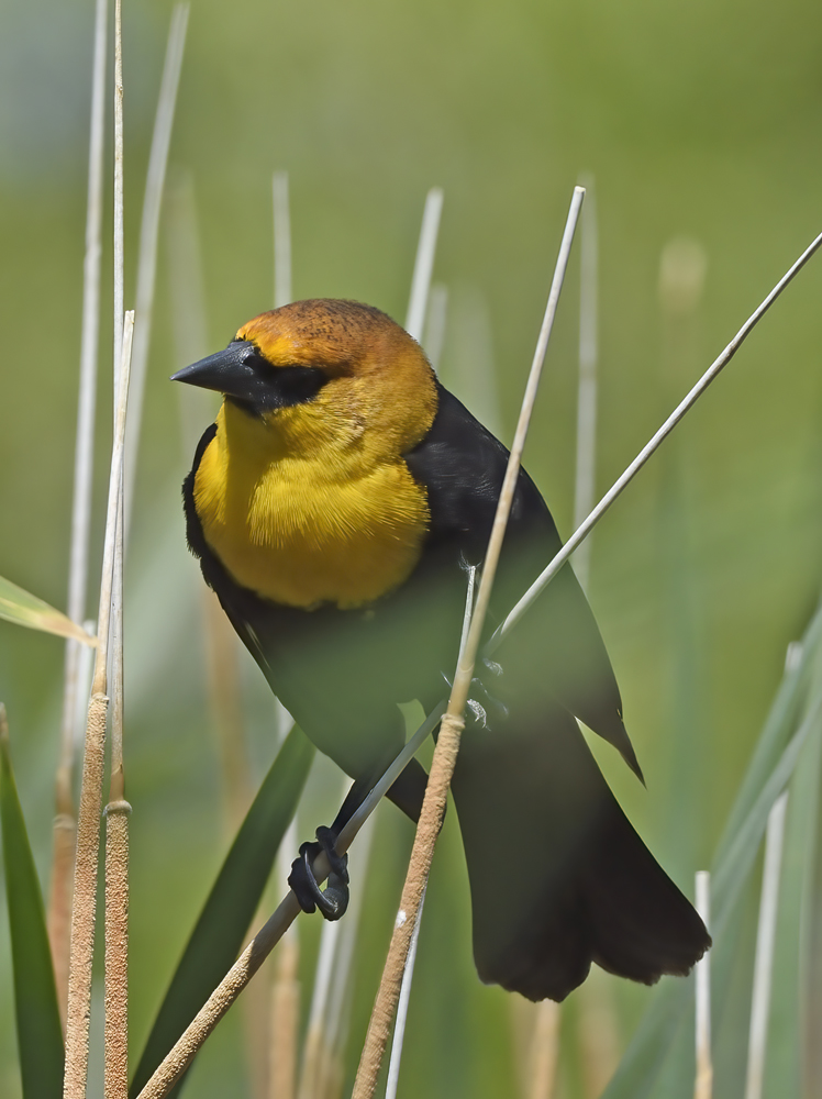 Yellow_headed_Blackbird_15_CA_036