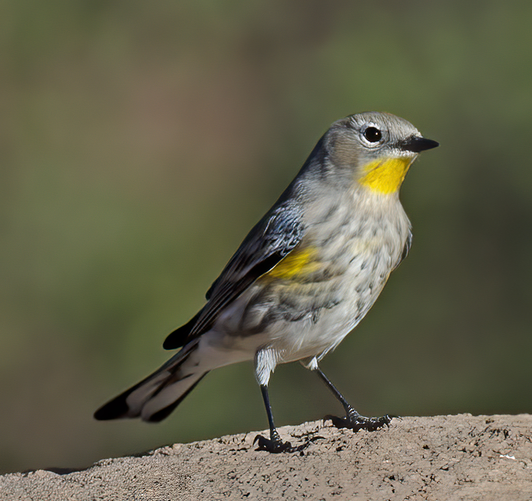 Yellow_rumped_Warbler_12_CA_006