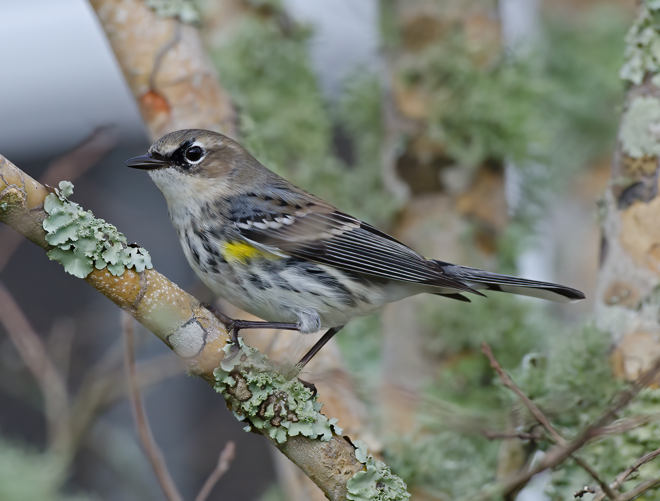 Yellow_rumped_Warbler_12_FL_003