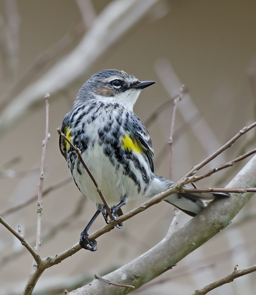 Yellow_rumped_Warbler_12_FL_020