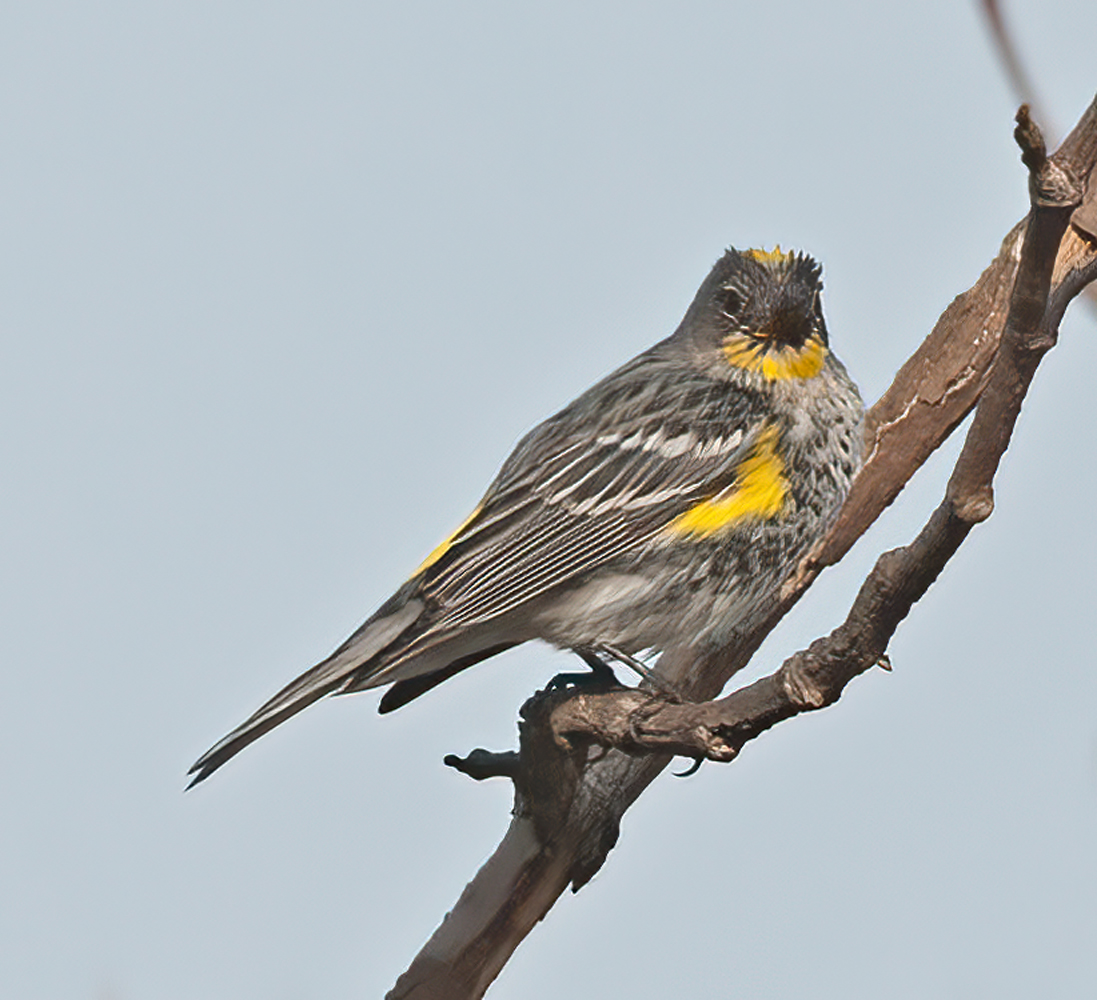 Yellow_rumped_Warbler_14_CA_012