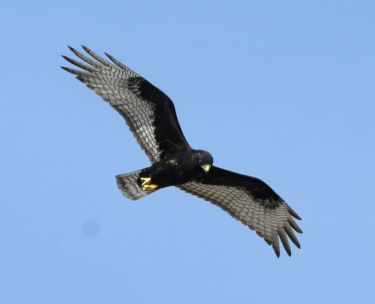 Zone-tailed_Hawk_24_TX_C_506