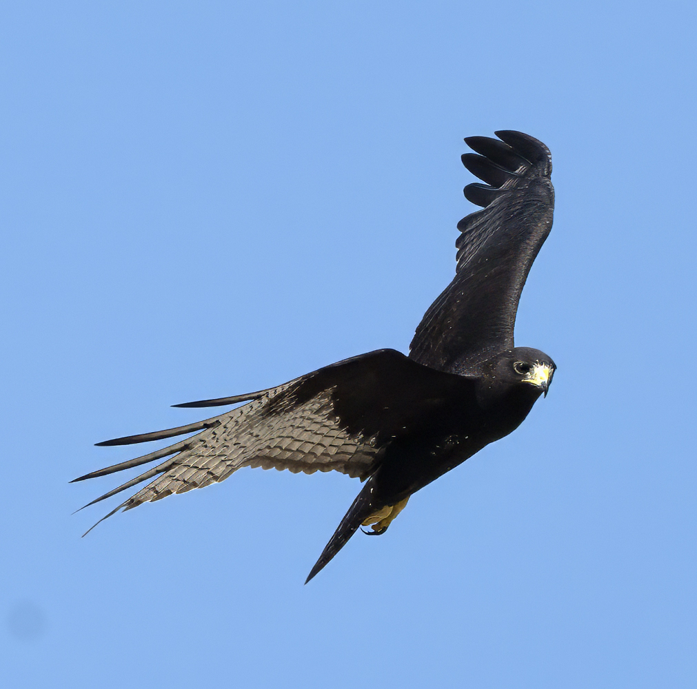 Zone-tailed_Hawk_24_TX_C_509