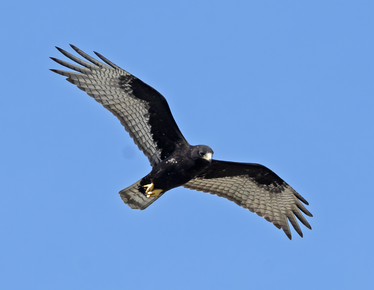 Zone-tailed_Hawk_24_TX_C_510