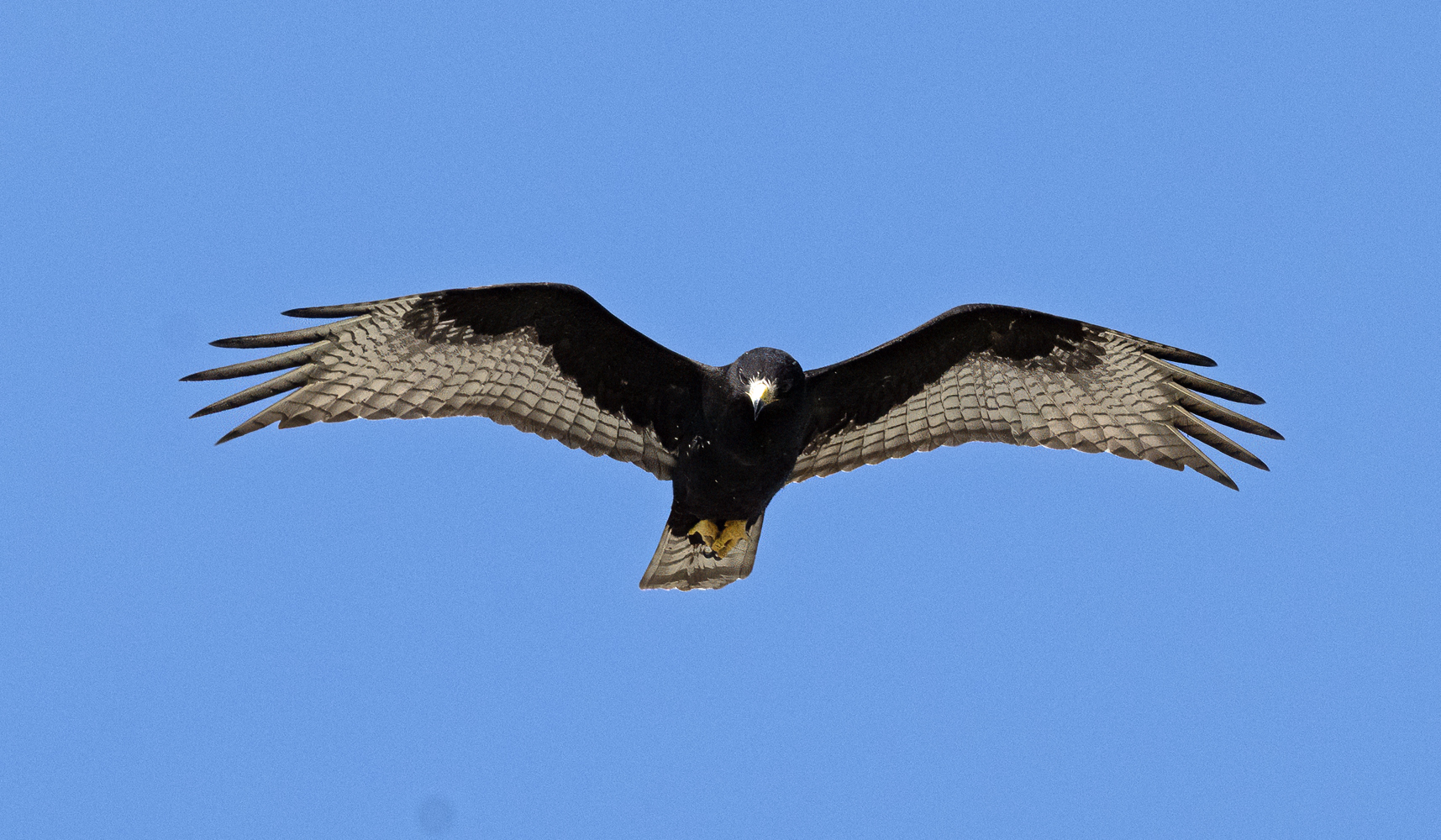 Zone-tailed_Hawk_24_TX_C_512