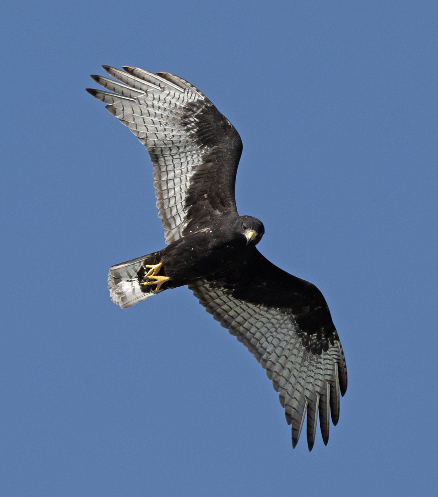 Zone-tailed_Hawk_24_TX_C_514
