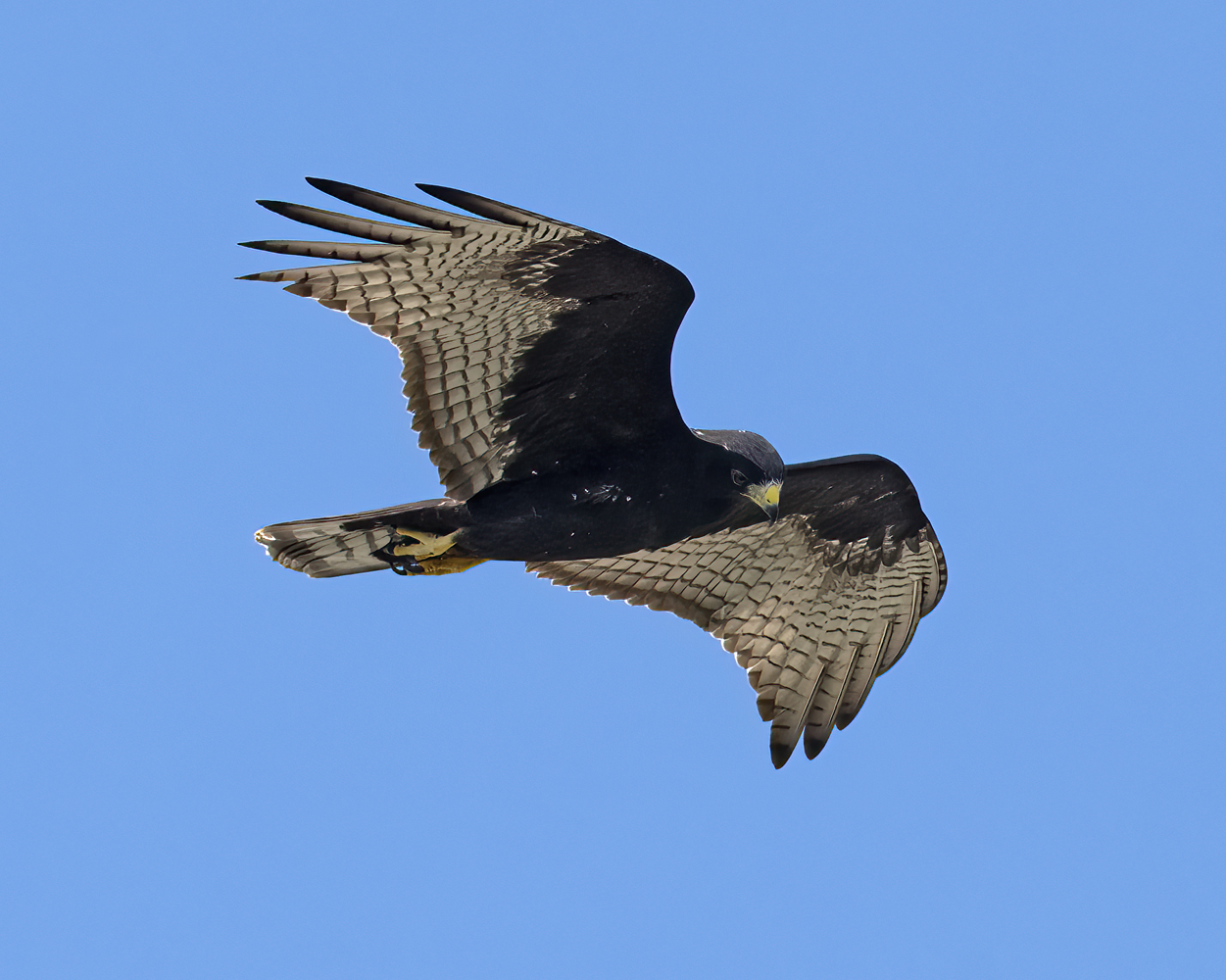 Zone-tailed_Hawk_24_TX_C_515