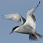  Arctic Tern Photo