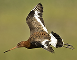 Black-tailed Godwit Photo