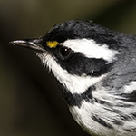  Black-throated Gray Warbler Photo