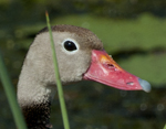 Black-beliied Wistling Duck