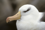 Black-browed Albatross