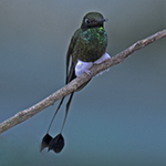 Booted_Racket-tailed