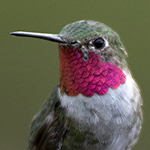 Broar-tailed Hummingbird