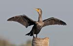Doubled-crested Cormorant